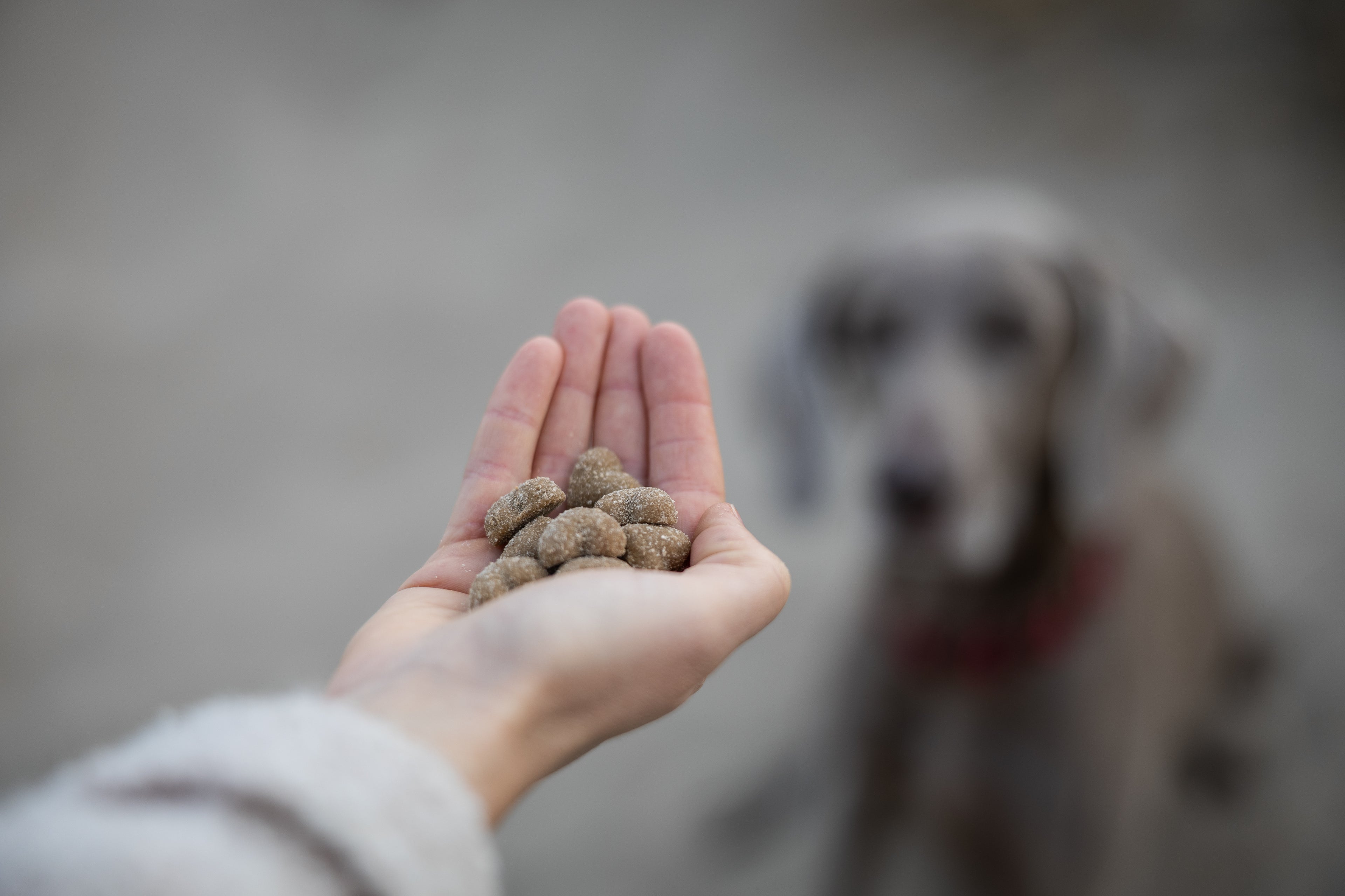 DoggyLove-HAPPY TUMMY