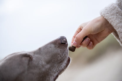 Doggy Love - Totally Relaxed